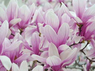 Fototapete Wunderschöne Magnolien