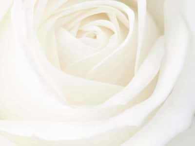 Fototapete Große weiße Rose