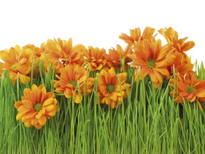 Fototapete Blumen auf dem Gras