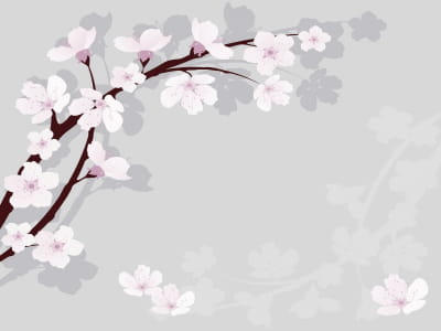 Fototapete Sakura auf grauem Hintergrund 