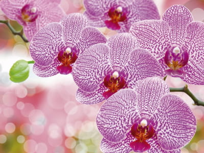 Fototapete Wunderschöne lila Orchideen