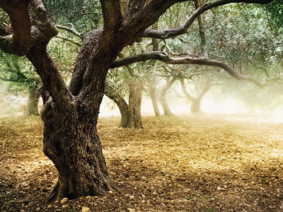 Fototapete Ein großer Baum