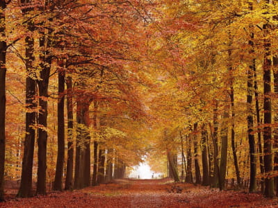 Fototapete Herbstgasse