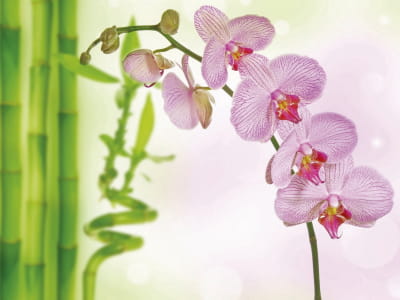 Fototapete Rosa Orchidee und Bambus