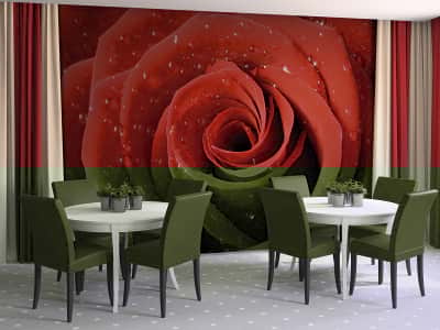 Fototapete Wassertropfen auf einer Rose