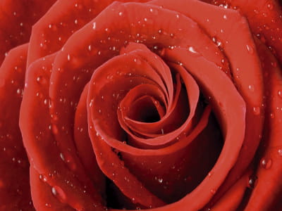 Fototapete Wassertropfen auf einer Rose