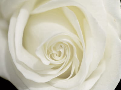 Fototapete Wunderschöne weiße Rose
