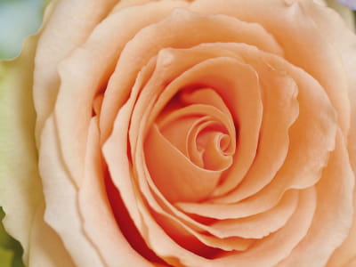 Fototapete Pfirsichrose
