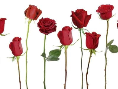 Fototapete Große Rosen