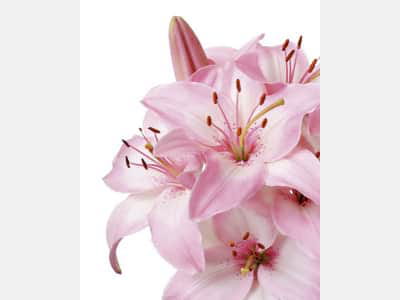 Fototapete Rosa Lilien