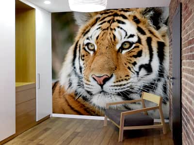 Fototapete Sibirischer Tiger