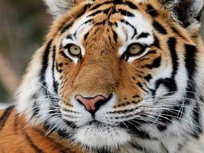 Fototapete Sibirischer Tiger