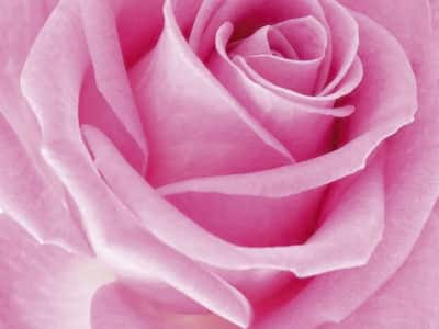 Fototapete Pinke Rose