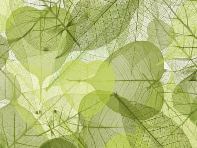 Fototapete Transparente grüne Blätter