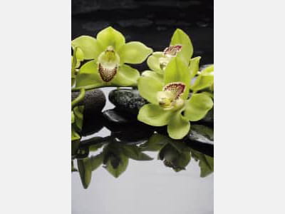 Fototapete Grüne Orchidee im Wasser