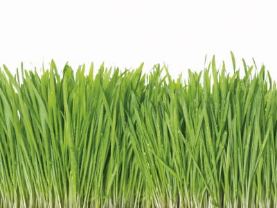 Fototapete Gras