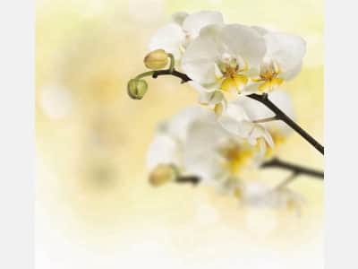 Fototapete Anmutige weiße Orchidee