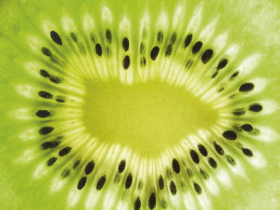 Fototapete Kiwi
