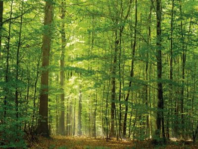 Fototapete Naturwald
