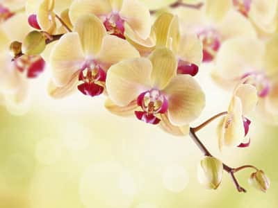 Fototapete Teeorchidee