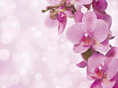 Fototapete Strahlend rosa Orchidee