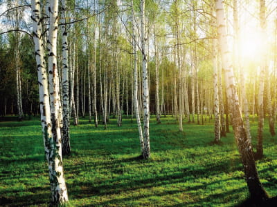 Fototapete Morgendämmerung in einem Birkenwald