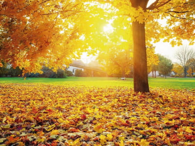 Fototapete Sonniger Herbst
