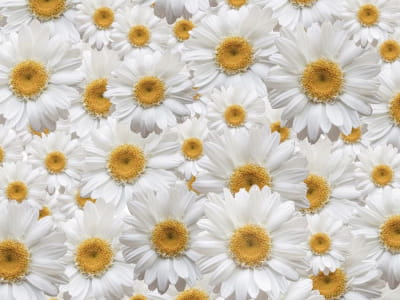 Fototapete Wunderschöne Gänseblümchen