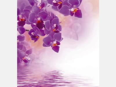 Fototapete Lila Orchideen über Wasser