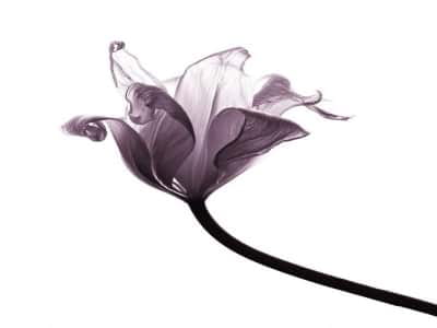 Fototapete Lila Tulpe