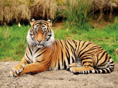 Fototapete Gestreifter Tiger