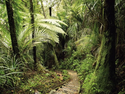 Fototapete Amazonaswälder