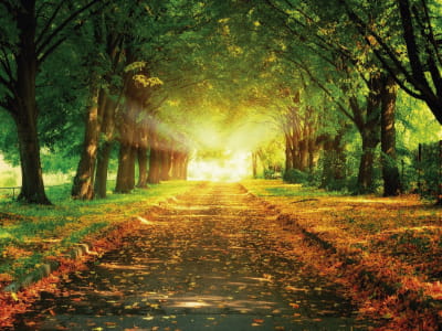 Fototapete Anfang Herbst