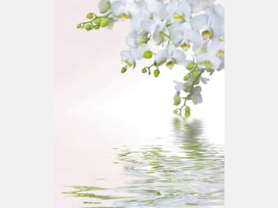 Fototapete Orchideenreflexion im Wasser
