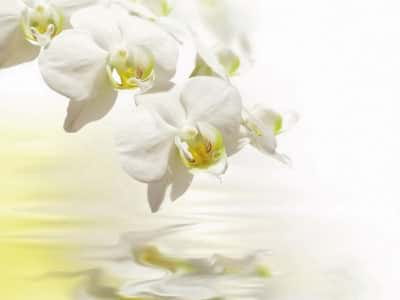 Fototapete Helle Orchidee