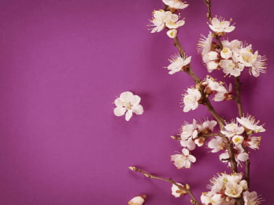 Fototapete Blumen auf purpurrotem Hintergrund