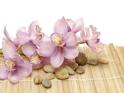 Fototapete Bezaubernde rosa Orchidee