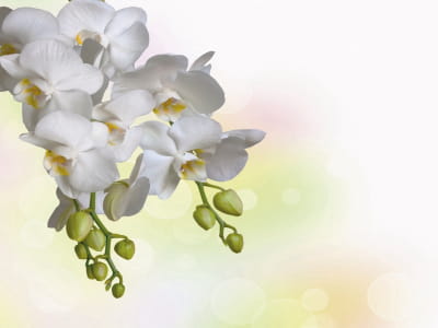 Fototapete Strahlend weiße Orchidee