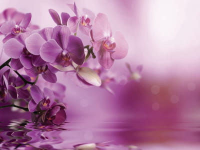 Fototapete Lila Orchidee im Wasser