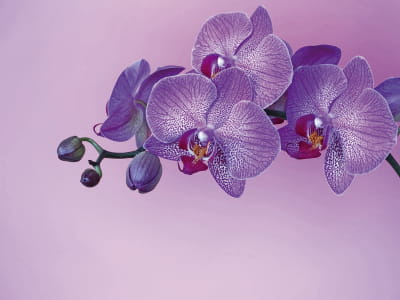 Fototapete Lila Orchidee