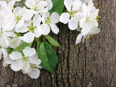 Fototapete Weiße Kirschblüten