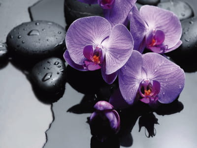 Fototapete Orchidee im Wasser