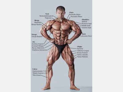 Fototapete Bodybuilder-Muskeln