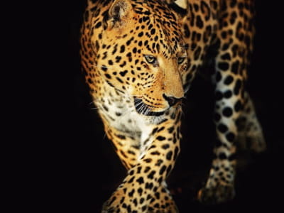 Fototapete Leopard auf schwarzem Hintergrund