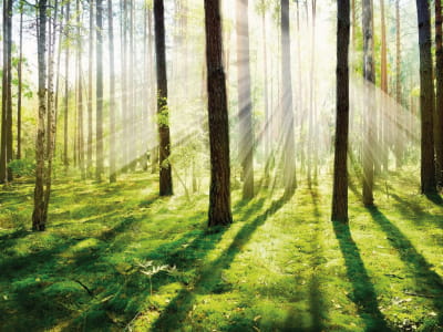 Fototapete Morgen in einem Kiefernwald