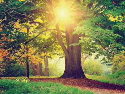 Fototapete Alter Baum