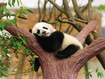 Fototapete Panda auf einem Ast