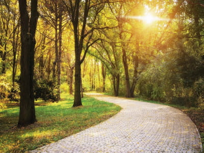 Fototapete Morgenpark