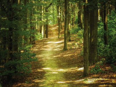 Fototapete Schattiger Waldweg