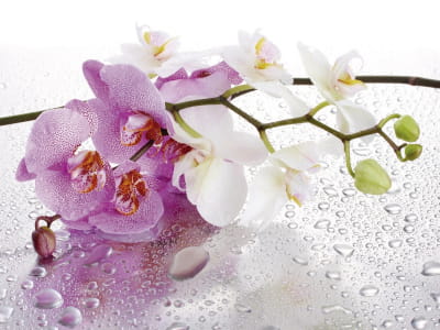 Fototapete Orchidee und Wassertropfen